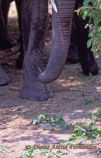 Elephant-picking-stick-with-trunk-Chobe-NP-Botswana